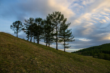 Coniferous trees on a mountain slope against the background of the sky at dusk