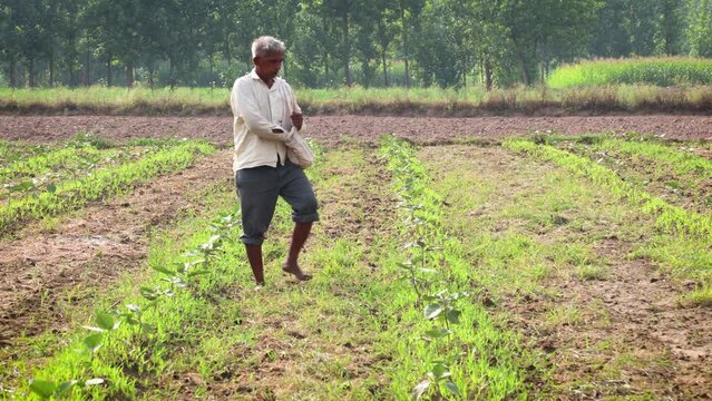 An Indian poor village farmer spreads fertilizer or urea on his farmland to enhance soil fertility. This essential agricultural practice helps improve crop yield and sustain rural livelihoods.