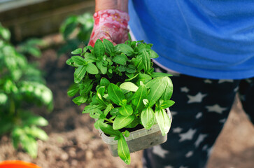 Middle-aged woman planting flowers seedlings in a greenhouse