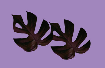 Top view, Shadow two monstera tropical jungle plant darker violet color leaf isolated on purple for background or illustration. icon leaves pattern