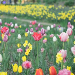 field of tulips and flowers