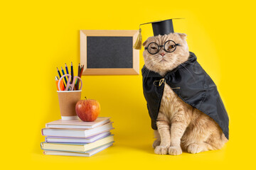 Back to school, a cat student in a cap and mantle on yellow background with a blackboard and school accessories. Concept of school, study, distant education. online courses. Funny cat professor