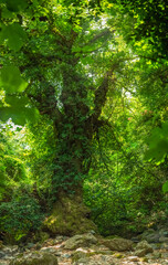 Green habitat at the National Park with big tree and leaves. Kaz Mountain (Ida) in the district of Edremit in Balikesir, Turkey. The area is very rich in oxygen