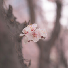blossom