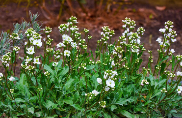 White four-petalled flowers close-up in the garden in spring