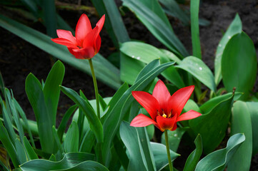 Two beautiful red opened tulips in the garden