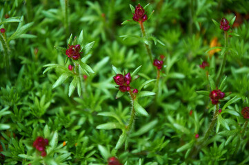 Bright pink flower buds on green foliage. Floral background.