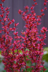 Beautiful shrub with purple leaves