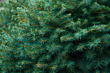 Green branches of juniper closeup. Natural background texture