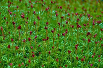 Bright pink flower buds on green foliage. Floral background.