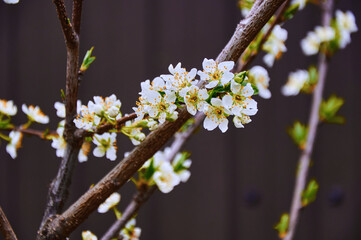 Blooming fruit tree. White Cherry Blossom flower on a warm spring day