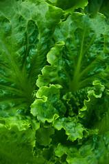 Bright green lettuce leaves grow in the ground. Harvesting. Healthy diet.