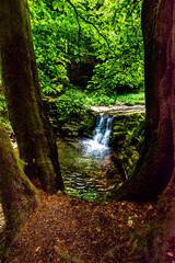 a small waterfall seen from behind the trees