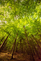 Fototapeta na wymiar the green of the forest