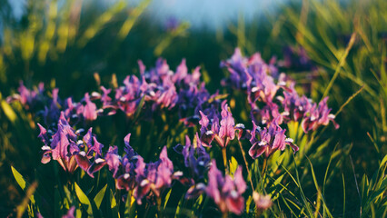 Violet spring flowers in green grass