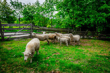 sheep farm © Piotr Gancarczyk