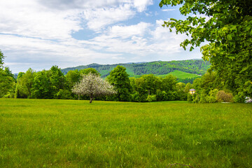flowering tree on the field © Piotr Gancarczyk