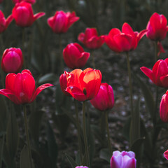 red tulips in the garden