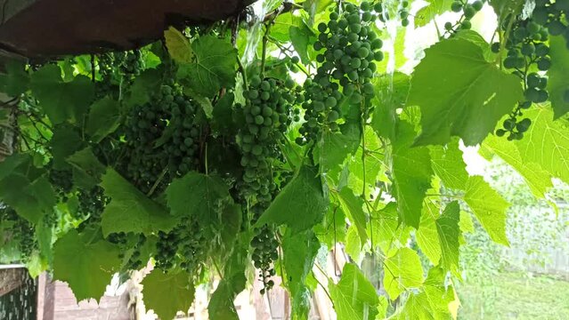 Raindrops fall among green fruits of grapes. Rain down branches of grapes. Rainy weather in garden. Drops of water dropping on glass during rain. Droplets of water It is raining. Shower in the garden
