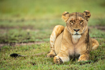 Fototapeta na wymiar Big lion Lying Portrait_the Masai Mara_