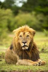 Naklejka na ściany i meble Big lion Lying Portrait_the Masai Mara_
