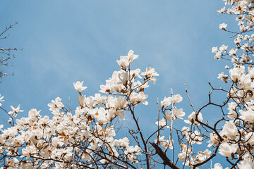 blooming tree
