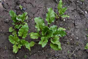 Green young beet sprouts on a bed, garden plot, beet leaves