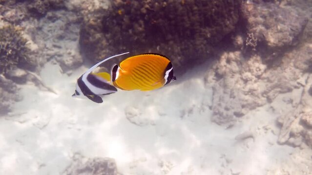 Underwater video of pair yellow blackcap butterflyfish and longfin bannerfish fish swimming among tropical coral reefs. Snorkeling activity, dive concept. Wildlife deep ocean