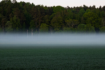 Stockholm, Sweden Morning fog and field at dawn on the Ekero island.