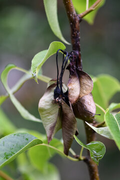 A diseased fruit tree, a dying pear tree from a fire blight on a garden plot