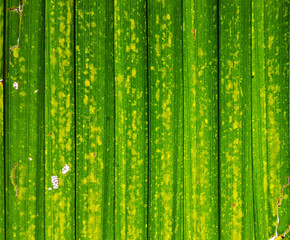 sugar palm leaves texture