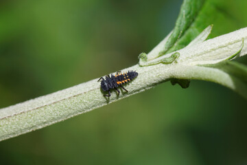 Close up larva of an harlequin ladybird  (Harmonia axyridis).  On a stem of a summer lilac (Buddleja davidii). Dutch garden, spring, May, Netherlands
