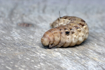 focus on face of big worm on wood floor