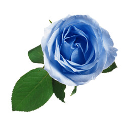 Beautiful blooming light blue rose on white background