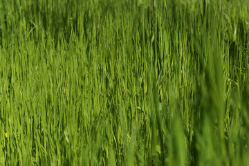 Beautiful vibrant green grass growing outdoors on sunny day