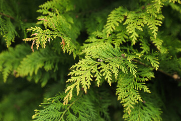 Green branches of beautiful thuja tree outdoors, closeup