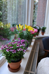 Fototapeta na wymiar Many beautiful blooming potted plants on windowsill indoors, space for text