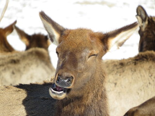 Elk chewing contentedly with eyes closed