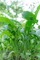 Kale (Latin Brassica oleracea var.sabellica) in the garden	