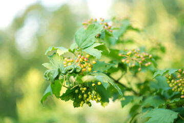 Viburnum, a bunch of berries in the garden	