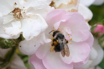 Bee closeup in the flower, macro, selective focus, nature defocused background. Detail of honeybee sitting on the flower. Honey bee collecting pollen from flower blossom.