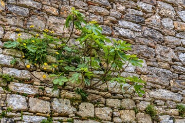 Figue out of the wall Erice Sicily