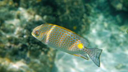 Underwater photo of golden rabbitfish or Siganus guttatus in coral reef of Thailand. Snorkeling or dive activities. Underwater reef. Sea and ocean deep wildlife. Undersea nature