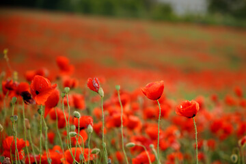 Beautiful poppies in the sunset