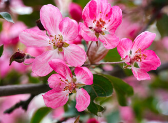 Closeup of a pink apple tree flowers.