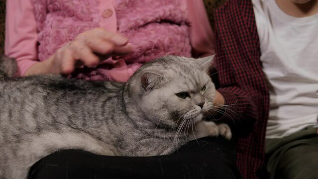 Close-up of a gray fluffy cat sitting in the arms of an elderly woman, grandson and grandmother stroking the cat.