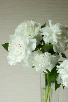Bouquet of white peony flowers in a vase. Floral home decoration with peonies.