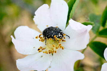 insect feeding up inside the Dog Rose bloom.