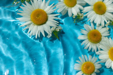 Chamomile flowers on a background of blue water. Top view, flat lay.