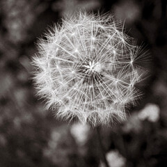 dandelion seed head